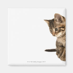 Kitten 2 magneet