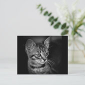 kitten-405331 BLACK WHITE kitten black white cat c Briefkaart (Staand voorkant)