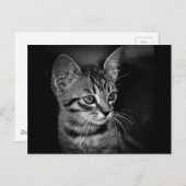 kitten-405331 BLACK WHITE kitten black white cat c Briefkaart (Voorkant / Achterkant)