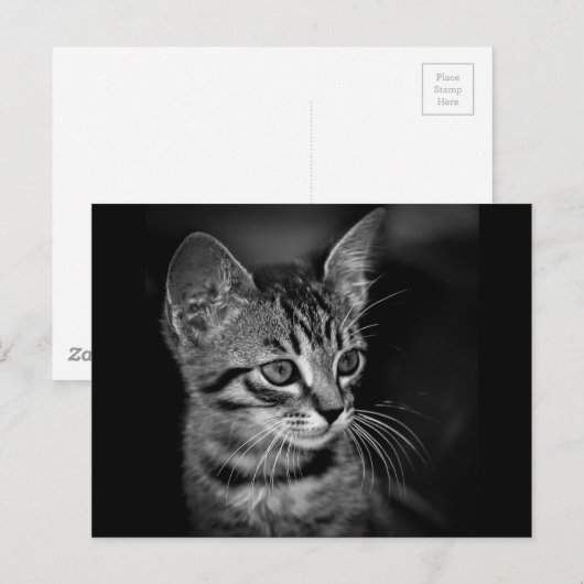 kitten-405331 BLACK WHITE kitten black white cat c Briefkaart (Voorkant / Achterkant)