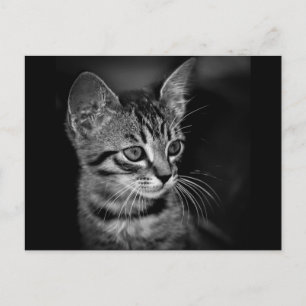 kitten-405331 BLACK WHITE kitten black white cat c Briefkaart