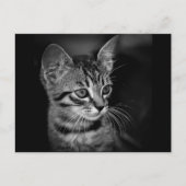 kitten-405331 BLACK WHITE kitten black white cat c Briefkaart (Voorkant)
