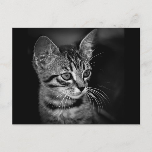 kitten-405331 BLACK WHITE kitten black white cat c Briefkaart (Voorkant)
