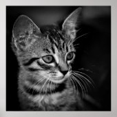 kitten-405331 BLACK WHITE kitten black white cat c Poster (Voorkant)