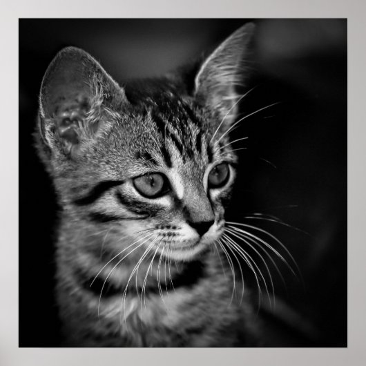 kitten-405331 BLACK WHITE kitten black white cat c Poster (Voorkant)