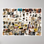 Kitten Academy 1 Jaar Poster (Voorkant)