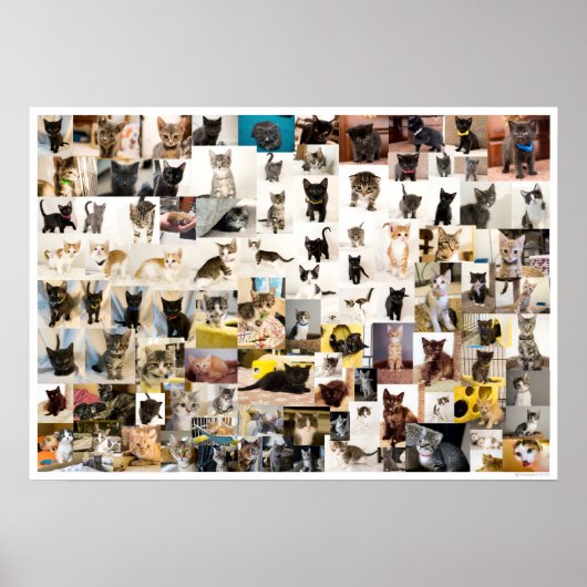 Kitten Academy 1 Jaar Poster (Voorkant)