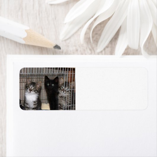 Kitten adopteert en de Etiketten van het Adres van (Insitu)