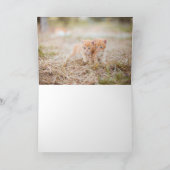 Kitten Bedankkaart (Binnen)