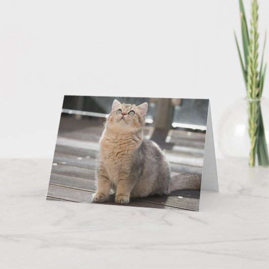 Kitten Bedankkaart (Voorkant)