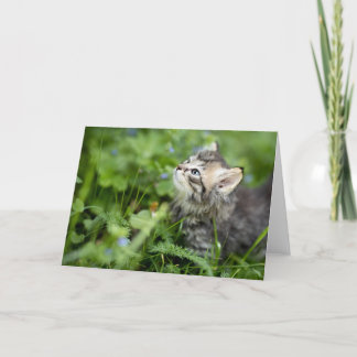 Kitten Bedankkaart