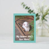 Kitten bewegend Briefkaart (Staand voorkant)