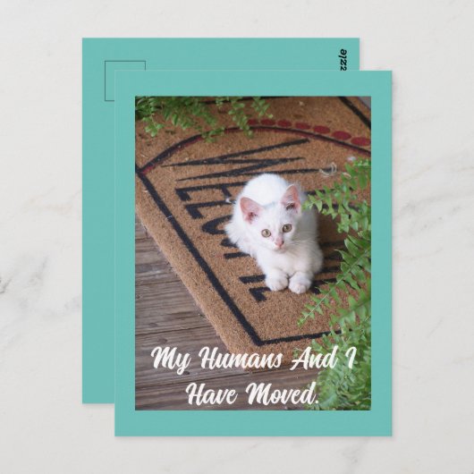 Kitten bewegend Briefkaart (Voorkant / Achterkant)