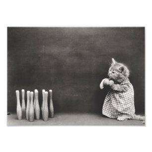 Kitten Bowling Foto Afdruk
