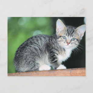 Kitten Briefkaart