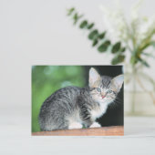 Kitten Briefkaart (Staand voorkant)