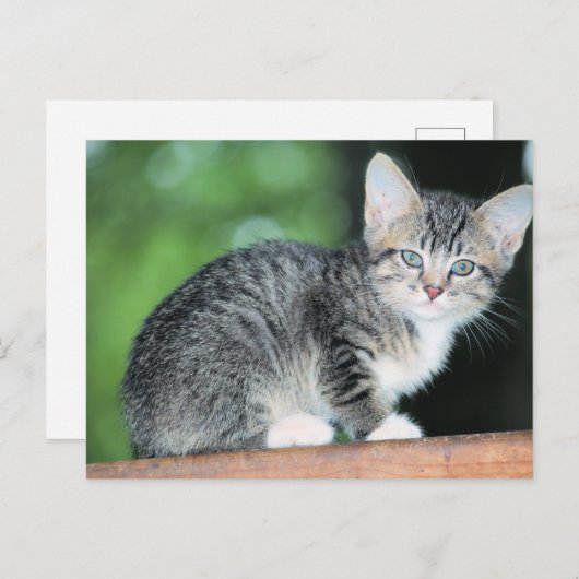 Kitten Briefkaart (Voorkant / Achterkant)