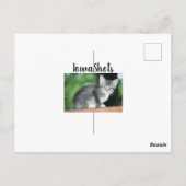 Kitten Briefkaart (Achterkant)