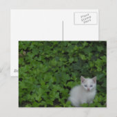 Kitten Briefkaart (Voorkant / Achterkant)