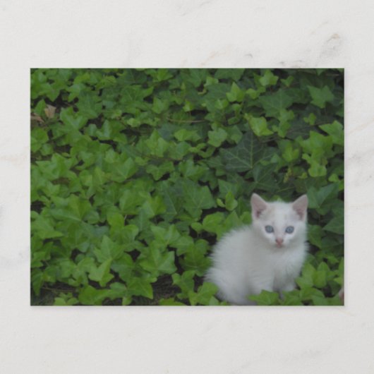 Kitten Briefkaart (Voorkant)