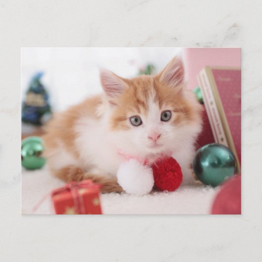 Kitten Briefkaart (Voorkant)