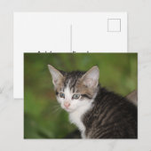 Kitten Briefkaart (Voorkant / Achterkant)
