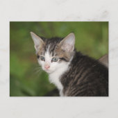 Kitten Briefkaart (Voorkant)
