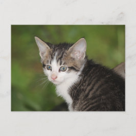 Kitten Briefkaart