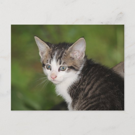 Kitten Briefkaart (Voorkant)