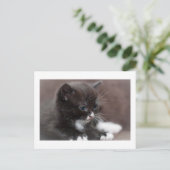 Kitten Briefkaart (Staand voorkant)