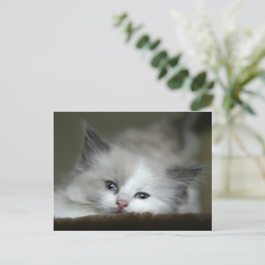Kitten Briefkaart (Staand voorkant)