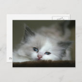 Kitten Briefkaart (Voorkant / Achterkant)