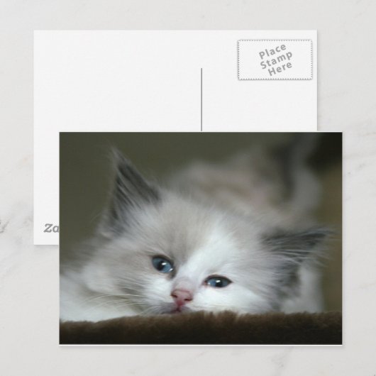 Kitten Briefkaart (Voorkant / Achterkant)