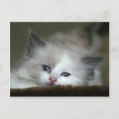 Kitten Briefkaart (Voorkant)