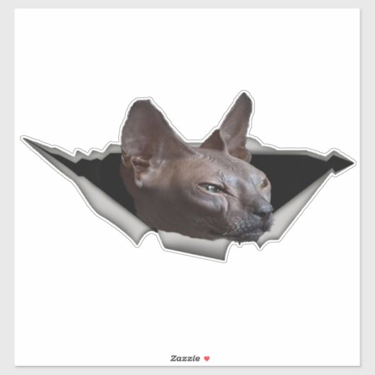 Kitten Canadian Sphynx Car sticker Sphynx (Vel)