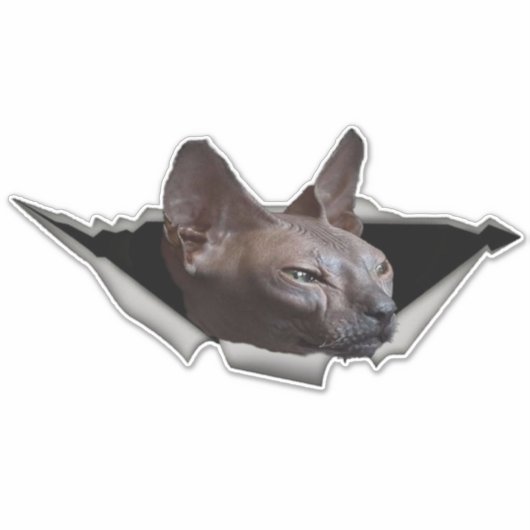 Kitten Canadian Sphynx Car sticker Sphynx (Voorkant)