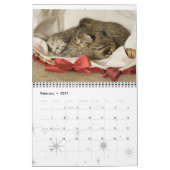 Kitten Cat Cats Baby Cub Home Destiny's Kalender (Feb 2027)