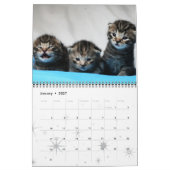 Kitten Cat Cats Baby Cub Home Destiny's Kalender (Jan 2027)
