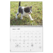 Kitten Cat Cats Baby Cub Home Destiny's Kalender (Mar 2027)