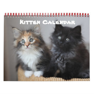 Kitten Cat Cats Baby Cub Home Destiny's Kalender