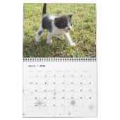 Kitten Cat Cats Baby Cub Home Destiny's Kalender (Mar 2026)