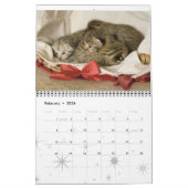 Kitten Cat Cats Baby Cub Home Destiny's Kalender (Feb 2026)