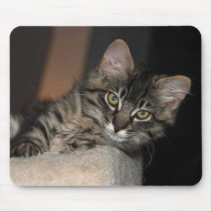 Kitten Chillin' Muismat
