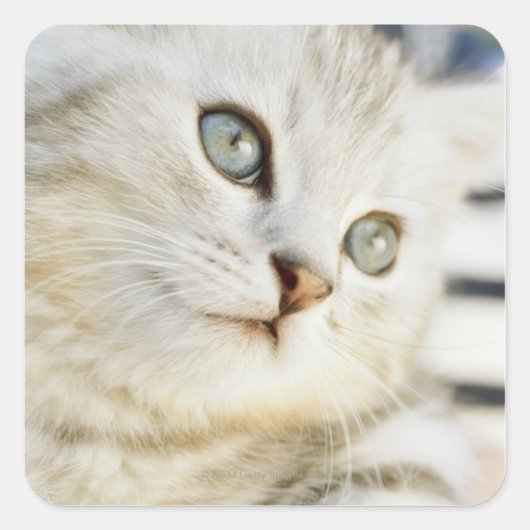 Kitten, close-up 2 vierkante sticker (Voorkant)
