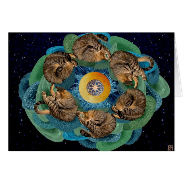 Kitten Cosmos (Voorkant Horizontaal)