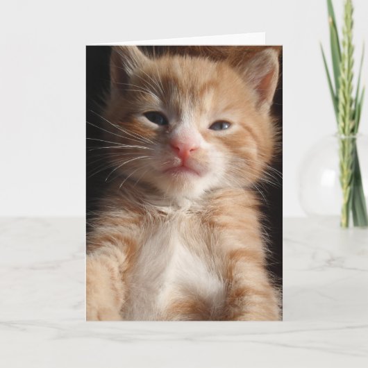 Kitten Cuteness Kaart (Voorkant)