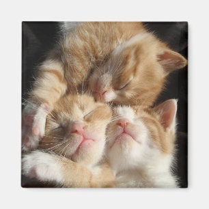 Kitten Cuteness Magnet