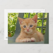 Kitten Dax Briefkaart (Voorkant / Achterkant)