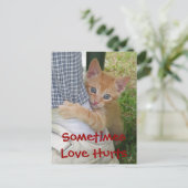 Kitten Dax Love Hurts Briefkaart (Staand voorkant)