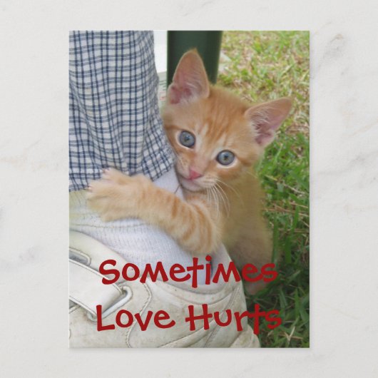 Kitten Dax Love Hurts Briefkaart (Voorkant)